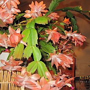 Picture 018